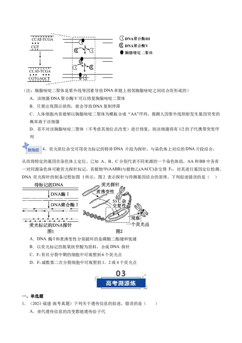 《第21讲DNA分子的结构、复制和基因的本质（专项训练）（福建专用）（学生版）_高考一二三轮复习_生物_2026年高考生物一轮_2026年高考生物一轮课件+讲义+练习（福建专用）-G328》第7页预览