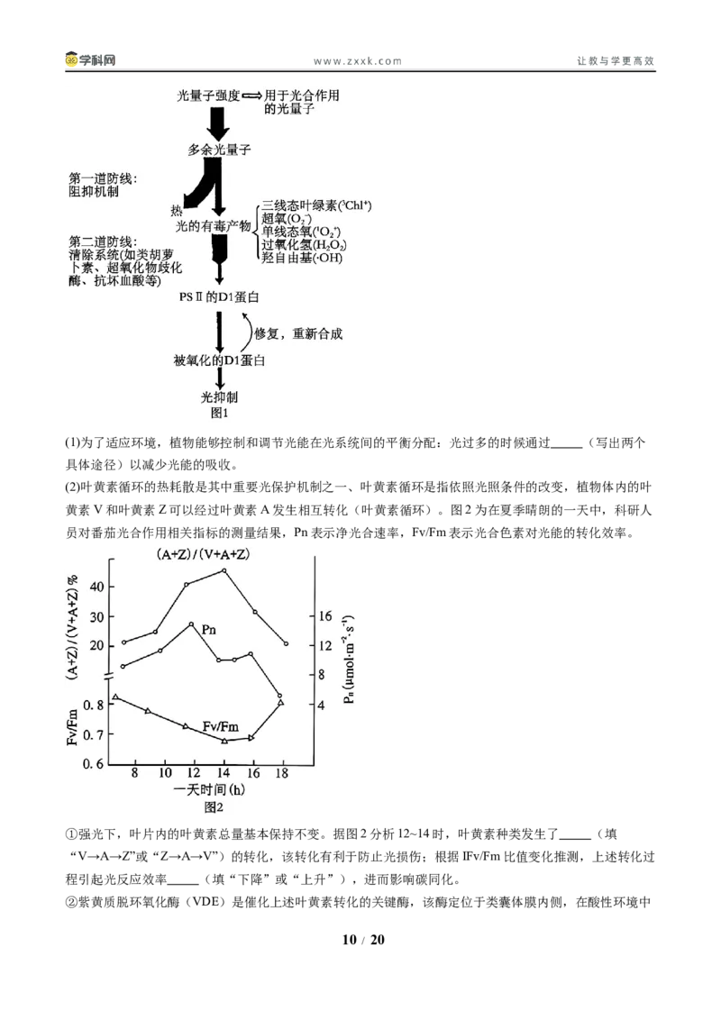 《压轴题01光合作用和细胞呼吸（原卷版）_高考一二三轮复习_生物_生物三轮冲刺_压轴题2025年高考生物压轴题攻略》第10页预览