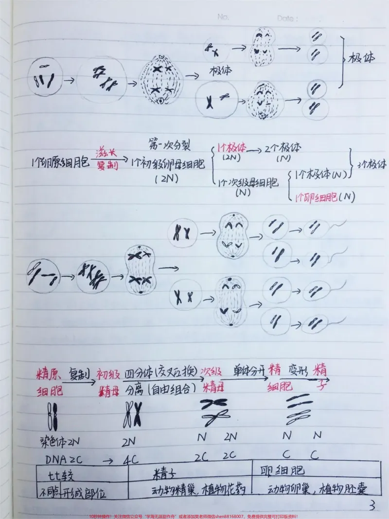 《高中生物必修二有丝分裂-减数分裂详细复习笔记，期中考试就可以用上#高中生物#每天学习一点点#手写笔记#图文伙伴计划#qunju888.com图文来了_初中一线老师整理版资源（全网独家）》第3页预览