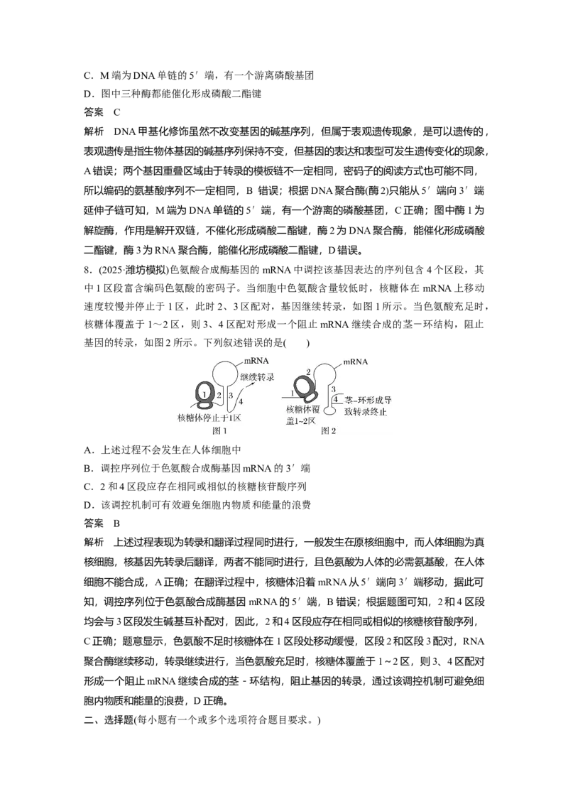 《第一部分　专题五　专题强化练　遗传的分子基础_2026版高中《二三轮复习+冲刺复习》_教师用书Word版文档_第一部分　专题复习》第4页预览
