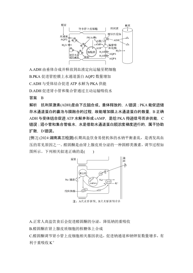 《课时特殊突触传递、不同类型激素的作用机理与细胞因子风暴(教师独具)_2026版高中《二三轮复习+冲刺复习》_另附1套Word版题库_第一篇 大概念专题突破》第5页预览