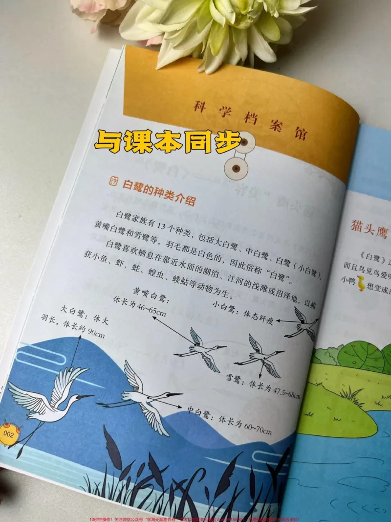《原来语文课本里有这么多的科学秘密,紧跟课本,跨学科学习#好书分享#小学语文_最新小学1-9年级各科+幼升小+综合类学习资源汇总包_综合类一线老师整理版资源(全网独家)》第2页预览