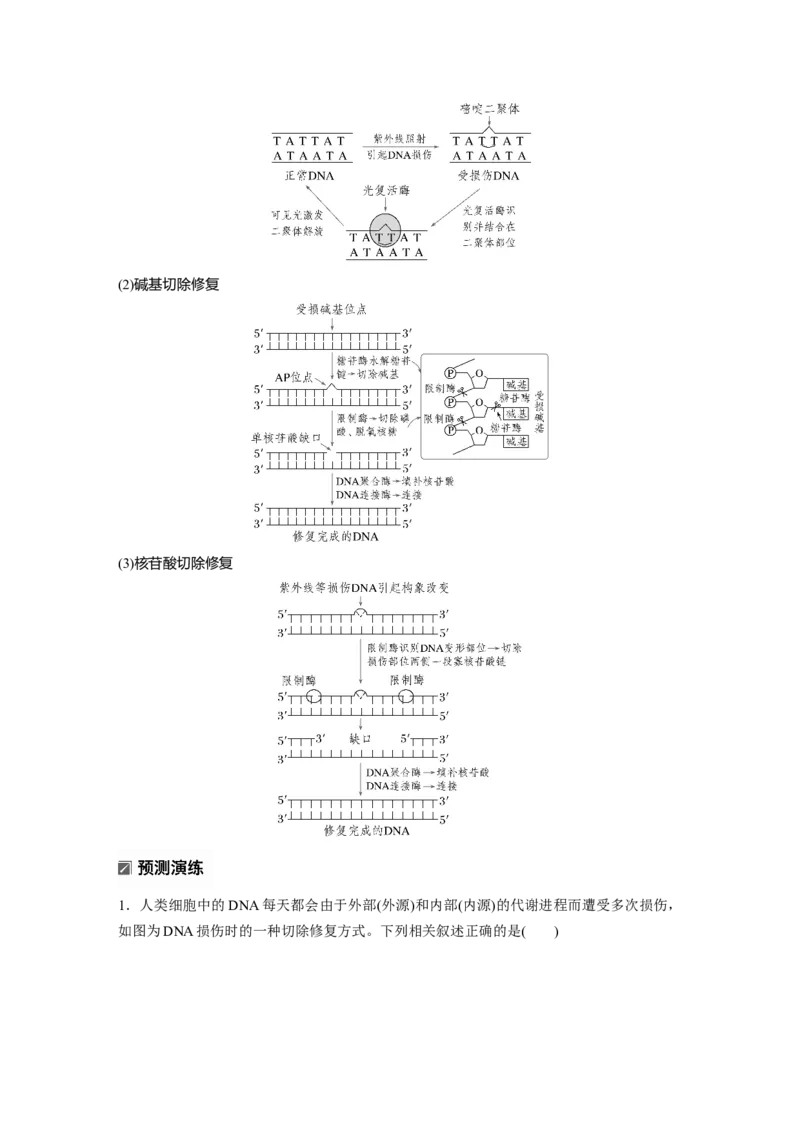 《第一部分　专题五　热点聚焦　DNA损伤的修复机制与表观遗传(1)_2026版高中《二三轮复习+冲刺复习》_教师用书Word版文档_第一部分　专题复习》第2页预览