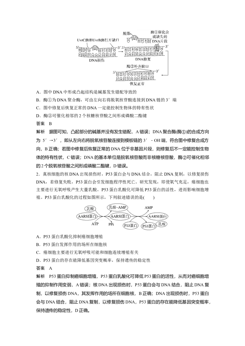 《第一部分　专题五　热点聚焦　DNA损伤的修复机制与表观遗传(1)_2026版高中《二三轮复习+冲刺复习》_教师用书Word版文档_第一部分　专题复习》第3页预览