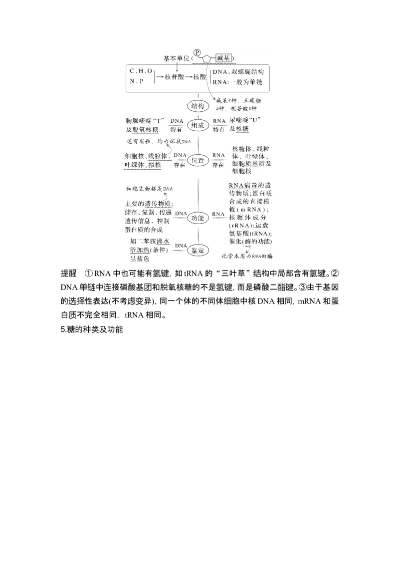 《课时1细胞的物质组成、结构和物质运输(1)_2026版高中《二三轮复习+冲刺复习》_另附1套Word版题库_第一篇　大概念专题突破_大概念一细胞是生物体结构与生命活动的基本单位》第4页预览