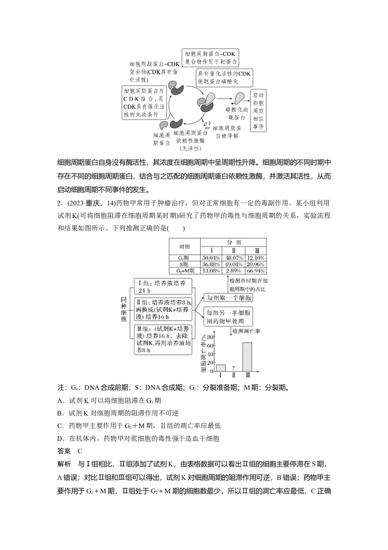 《第一部分　专题三　热点聚焦　细胞周期调控和细胞周期同步化_2026版高中《二三轮复习+冲刺复习》_教师用书Word版文档_第一部分　专题复习》第2页预览