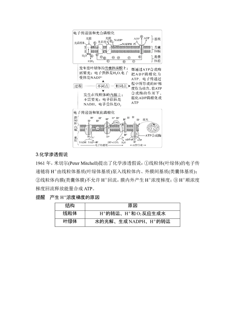 《课时3电子传递链及化学渗透假说、C4植物、景天科植物、光呼吸等特殊代谢类型(1)_2026版高中《二三轮复习+冲刺复习》_另附1套Word版题库_第一篇 大概念专题突破》第2页预览