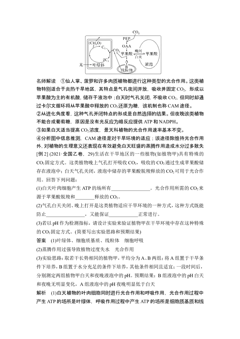 《课时3电子传递链及化学渗透假说、C4植物、景天科植物、光呼吸等特殊代谢类型(1)_2026版高中《二三轮复习+冲刺复习》_另附1套Word版题库_第一篇 大概念专题突破》第7页预览